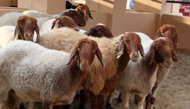 The 7th Halal Qatar Festival, which opened on Friday at the southern area of Katara - the Cultural Village, showcases special breeds of sheep and goats for the u2018Al Nukhbau2019 (elite) auction. PICTURES: Jayan Orma