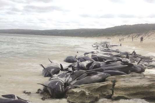 Short-finned pilot whales beached en masse in Hamelin Bay, Western Australia.