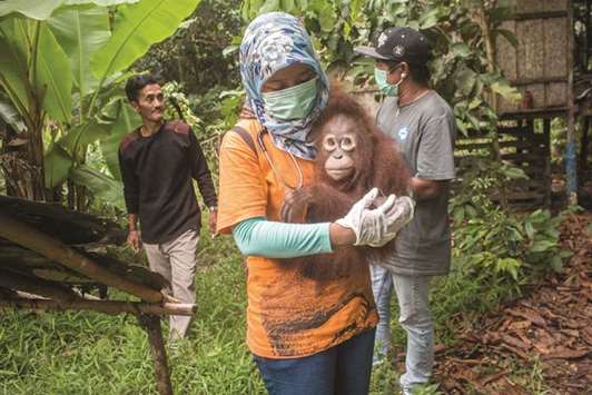 This handout from the International Animal Rescue and released yesterday shows Utu the orangutan being carried after being rescued from villagers who had kept him as a house pet in Ketapang, West Kalimantan province.