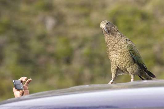 FRAMED: An occupant of a car uses a mobile phone to take picture of a kea on top of a car in Arthuru2019s Pass in New Zealand.