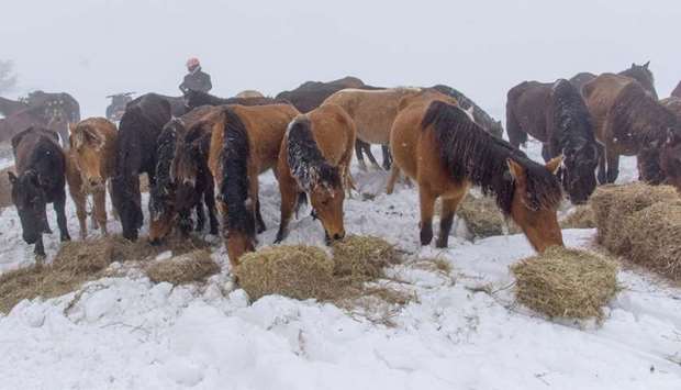 Volunteers feed horses near Mount Osogovo, Bulgaria