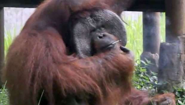 This video frame grab released by the Indonesia Animal Welfare Society March 7 shows a Bornean orangutan named Ozon smoking a cigarette in its zoo enclosure in Bandung.