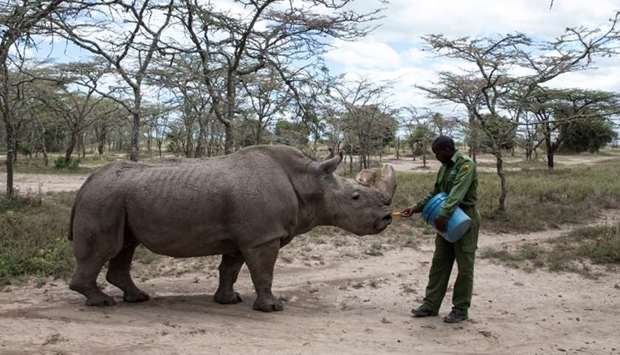 Sudan, the last surviving male northern white rhino, is fed by warden in Laikipia National Park