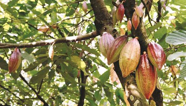 Replanting just one hectare of cocoa costs about $2,400. Thousands of hectares in Ghana and Cote du2019Ivoire need replanting.