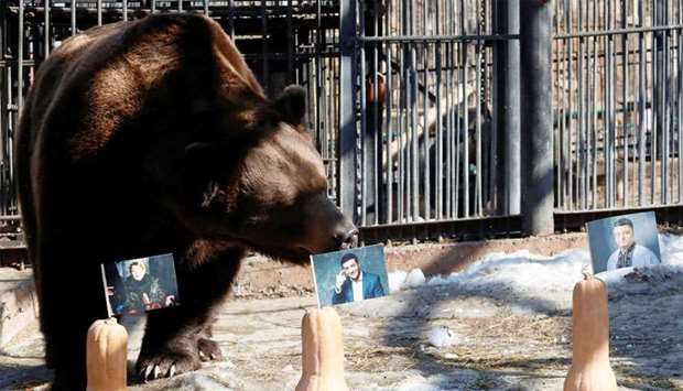 A bear attempts to predict the winner of Ukraine's presidential election at a zoo in Krasnoyarsk