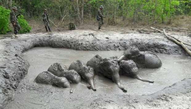 Six stranded baby elephants rescued by Thai rangers