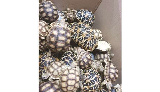 Tortoises are seen in a box after being seized by Philippines Customs in Manila, in this picture obtained from social media yesterday.
