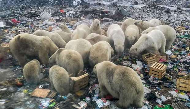 Polar bears feeding at a garbage dump near the village of Belushya Guba, on the remote Russian northern Novaya Zemlya archipelago