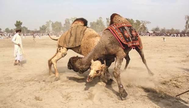 Owners look at their camels during a traditional camel fight at an annual festival in Rajin Shah in Layyah District.