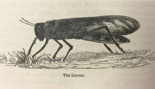 Schistocerca gregaria, the desert locust, taken from James Augustus St Johnu2019s account of his travels in Egypt and Nubia, published in 1845.