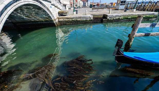 Seaweed can be seen in clear waters in one of Veniceu2019s canals.