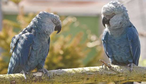 The Spixu2019s macaw was declared extinct in the wild in 2000, the victim of poaching, habitat destruction and trafficking in exotic pets