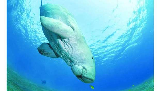 The dugong has inhabited Qatari waters for more than 7,500 years where herds of between 600 to 700 dugongs can be found u2013 the biggest herds ever recorded in the world.
