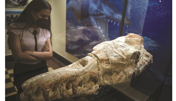A basilosaurus whale fossil dating back 36mn years is displayed at Limau2019s Museum of Natural History after its discovery in the Ocucaje desert, Peru.