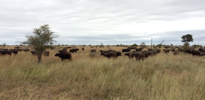 MAKING A STATEMENT: Itu2019s an overwhelming experience to be amongst a large herd of Cape buffaloes at the Kruger National Park.    Photo by Jay Jayaraj