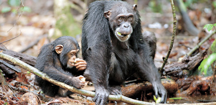 * Oscar (left) and Isha eat sacoglottis fruit in a Ghana jungle.