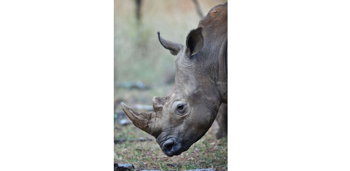This file picture taken on March 12, 2012 shows a white rhinoceros in Limpopo. A South African judge has lifted a domestic ban on trade in rhino horns