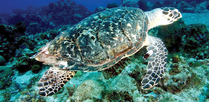 SEA LIFE: A Hawksbill sea turtles is spotted by divers off the coast of Rincon.
