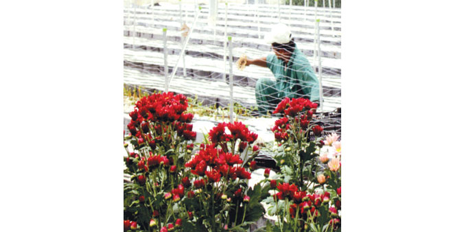 A worker in one of the green houses of Rosa Hassad Company.