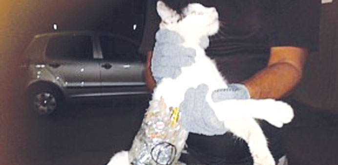 A prison guard holds a cat that has objects wrapped around its body with tape, at a prison in Arapiraca in this handout photo obtained by Reuters yest