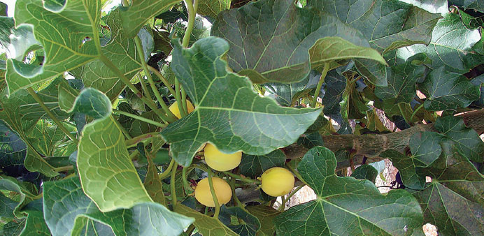 * Jatropha plants can be used to produce biofuel.