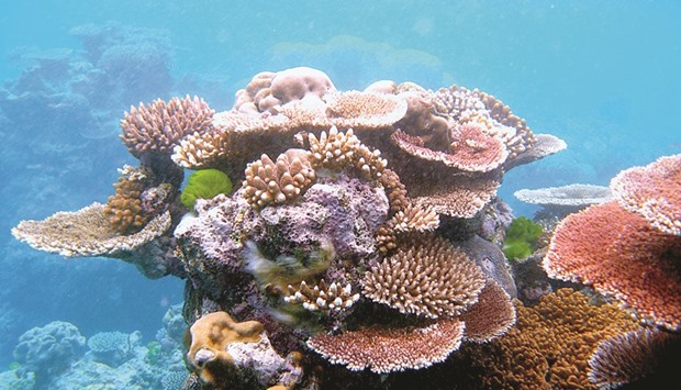 A variety of corals form an outcrop on Flynn Reef, part of the Great Barrier Reef near Cairns, Queensland, Australia.    Photo by Toby Hudson/Wikipedia