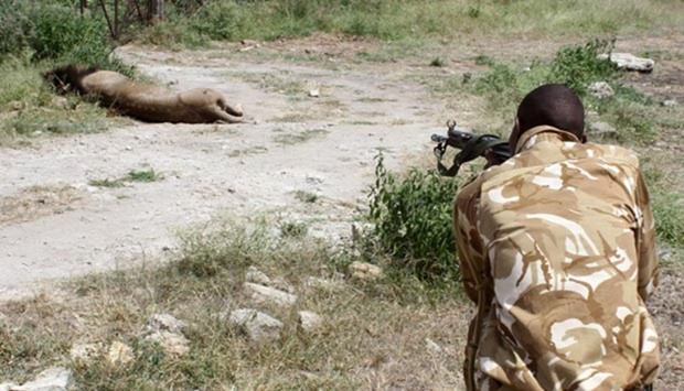 A Kenya Wildlife Services ranger shoots to kill a stray male lion after it attacked and injured a local resident on the outskirts of Nairobi earlier this week.
