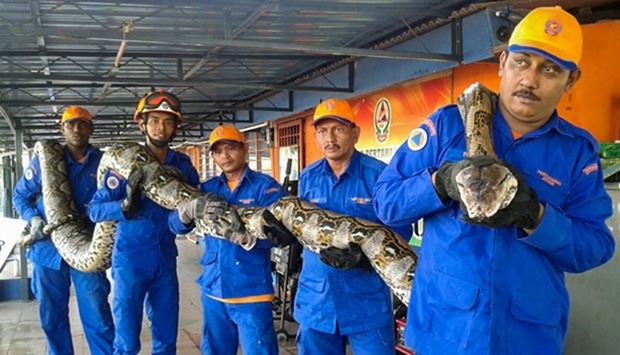 Members of Malaysiau2019s Civil Defence Force pose for pictures with a python that was caught near a tree at a construction site in Penang.