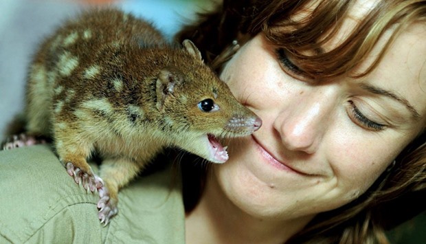 Mammal keeper Kylie Hackshall gets close to a baby spotted-tail quoll in Sydney.