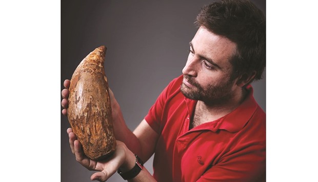 This handout picture released by Museum Victoria shows paleontologist Fitzgerald holding an extinct sperm whale tooth, measuring about 30cm (12u201d). A fossil enthusiast has stumbled on a huge, 5mn-year-old whale tooth on a Melbourne beach, providing the first evidence of the now extinct killer sperm whale outside the Americas.