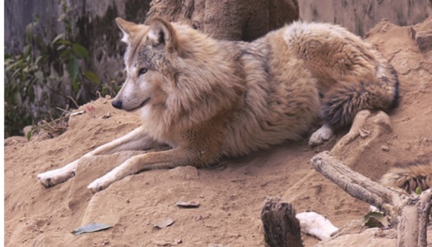 The Himalayan wolf, Canis lupus chanco, has been reported to be the most ancient lineage historically distributed within the Nepal Himalaya.