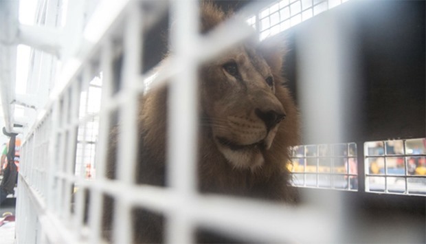 African lions born in captivity in Peru are embarked for Johannesburg, South Africa