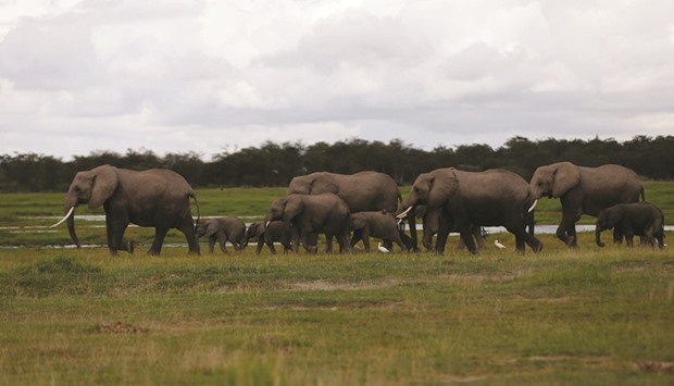 A family of elephants walking in Amboseli National Park, southeast of Kenyau2019s capital Nairobi.