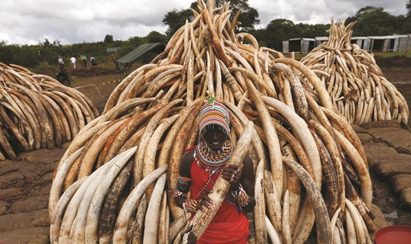 A Maasai tribesman holds an elephant tusk, part of an estimated 105 tonnes of ivory to be set ablaze today, at Nairobi National Park.