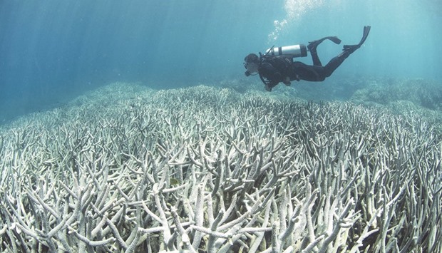  This undated handout photo released on April 20 by XL Catlin Seaview Survey shows a diver checking the bleached coral at Heron Island on the Great Barrier Reef.
