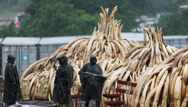 Kenya Wildlife Service rangers stand guard in the rain near stacks of elephant tusks, part of an estimated 105 tonnes of confiscated ivory from smugglers and poachers, at Nairobi National Park on Saturday.