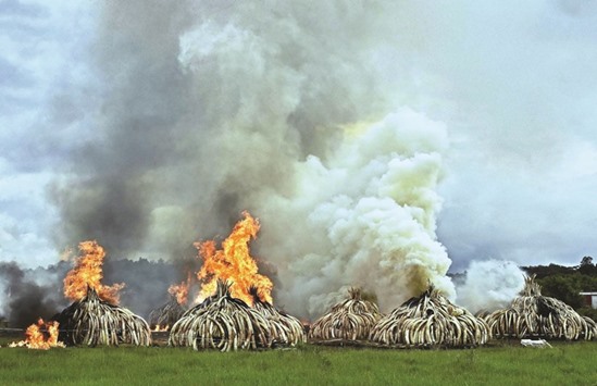 Stacks of ivory and rhinoceros horns burn at the Nairobi National Park yesterday.