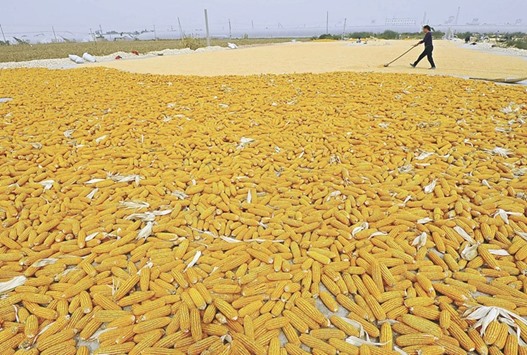 A farmer dries newly harvested corn cobs near her field in Zhuliang village of Qingzhou, Shandong province. Chinau2019s plan to let the market set corn prices is bad news for international grain exporters, but should boost the countryu2019s struggling corn processors that use the grain in products ranging from food additives to paper and textiles.