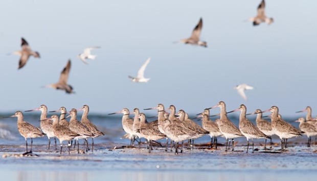This undated handout photo from Birdlife Australia received on Friday shows bar-tailed Godwit's arriving in Spencer Gulf in South Australia.