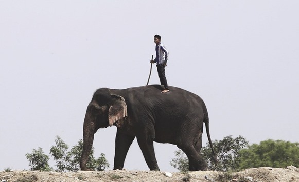 A mahout stands on the back of his elephant on the banks of the river Yamuna in New Delhi yesterday.