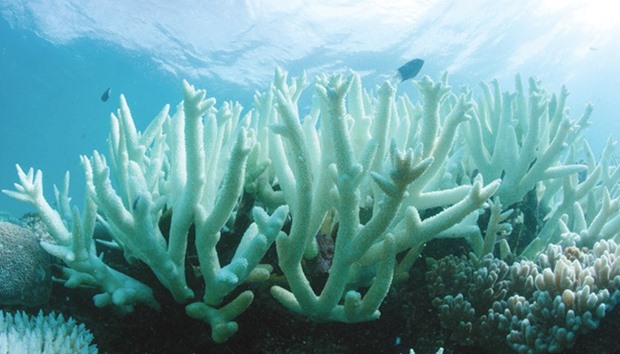 A coral reef suffering from bleaching on the Great Barrier Reef.