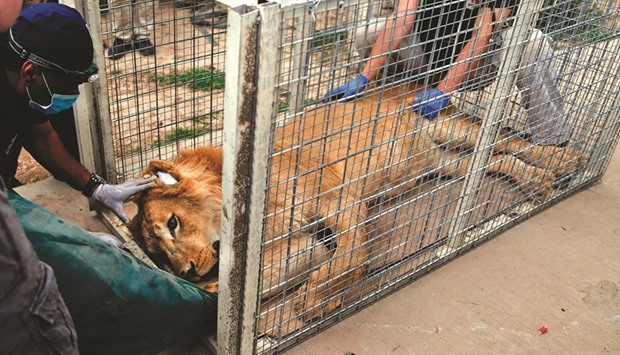 File photo shows members of the international animal welfare charity u201cFour Pawsu201d treating Simba, a lion abandoned at Muntazah al-Nour zoo in Mosul, as they try to evacuate the animals left at the zoo.