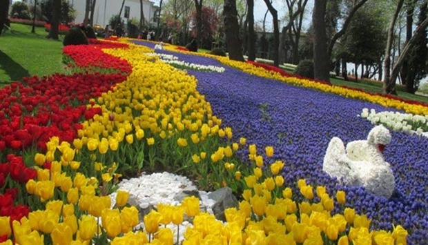 The tulip festival is spread out across Istanbul. 