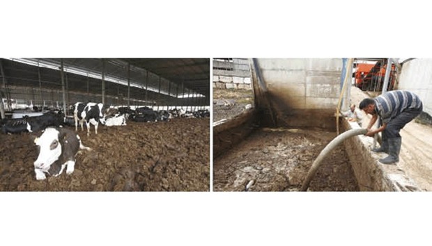 Cows lie down at the Jebrini dairy farm in the West Bank town of Hebron, where cow dung is used to produce electricity as an alternative power source. Right: Kamal al-Jebrini  (second right) observes dung processing at the Jebrini dairy farm.