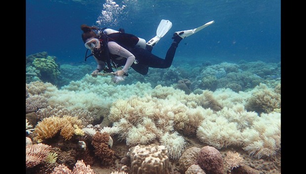 Coral has been bleached for two consecutive years by warming sea temperatures on Australiau2019s Great Barrier Reef with u201czero prospectu201d of recovery, scientists said, blaming climate change for the large-scale destruction.