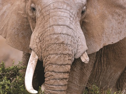 This picture taken on March 17 shows an elephant with a  broken tusk at Kenyau2019s Amboseli National Park, Kenya.