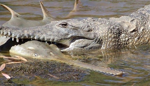 A freshwater crocodile preying on a young sawfish in Western Australia's Fitzroy River.
