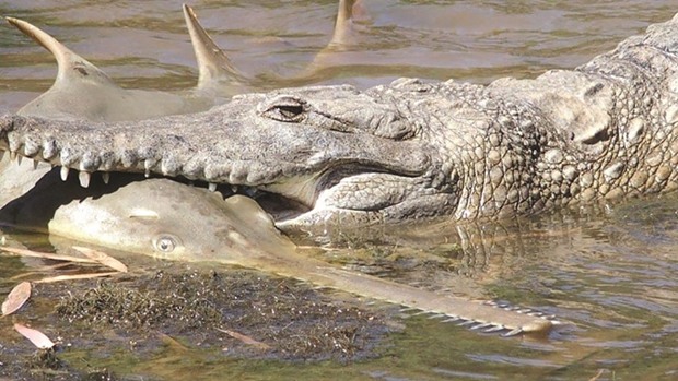 A freshwater crocodile preying on a young sawfish in Western Australiau2019s Fitzroy River.