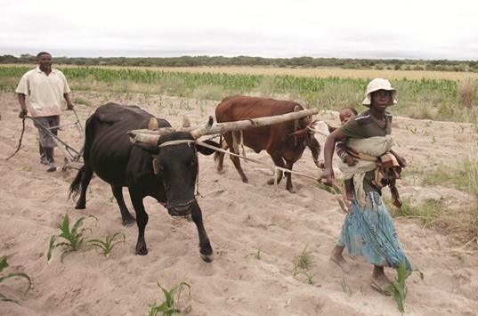 Communal farmers lead cattle as they plant maize crops in Mvuma district of Zimbabwe.