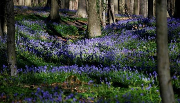 Wild Bluebells, which bloom around mid-April, form a carpet in the Hallerbos, also known as ,The Blue Forest,, in Halle near Brussels on Wednesday.